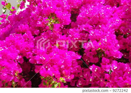 Bougainvilla Bougainvilla 9272242
