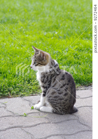 Cat outside 9272464