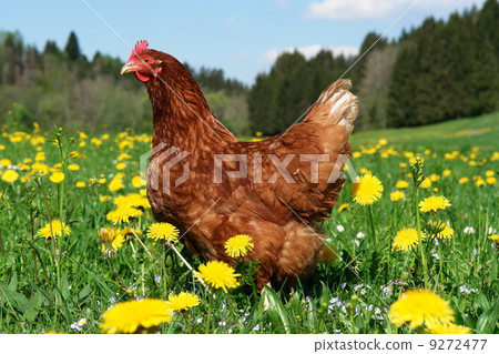 free range hen in a beautiful spring meadow 9272477