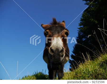 Donkey 9272594