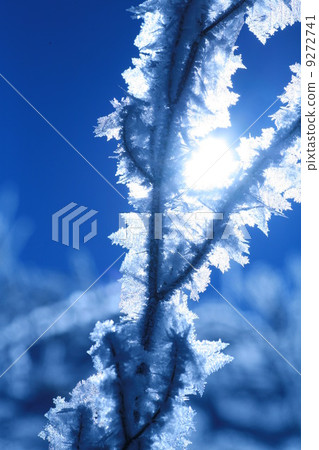 Ice plant 9272741