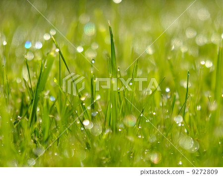 fresh green grass fresh green grass 9272809