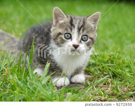 Cat outside Cat outside 9272930