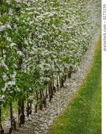 apple flowers and buds blooming at spring apple flowers and buds blooming at spring 9273156