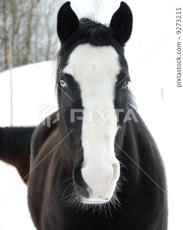 snow horse winter 9273211