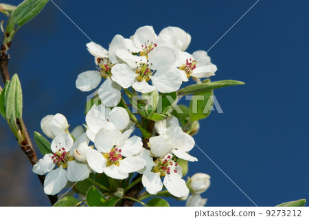 apple blossom 9273212