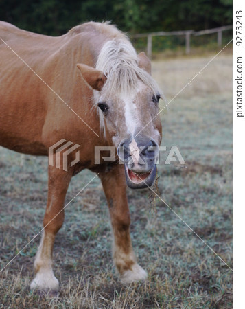 brown horse 9273243