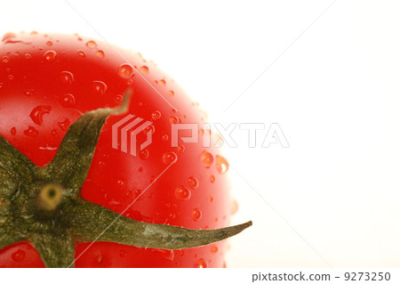 Tomato Tomato 9273250