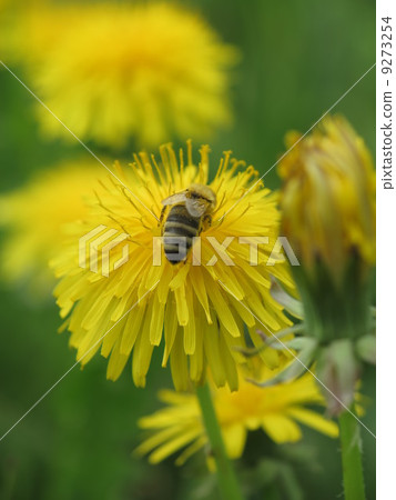 Bee on dandelion Bee on dandelion 9273254