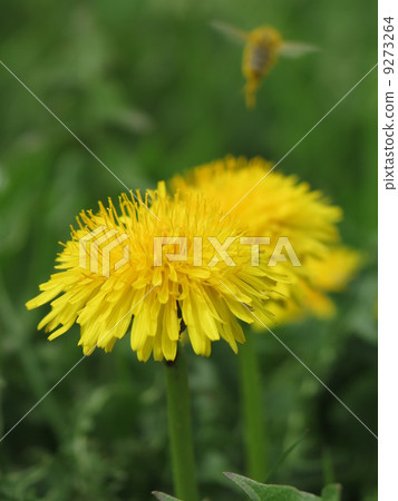 Bee on dandelion Bee on dandelion 9273264