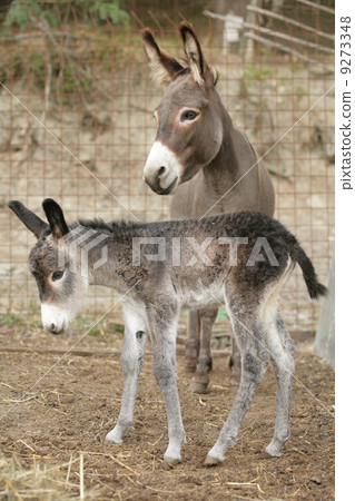 Donkey mother and child 9273348