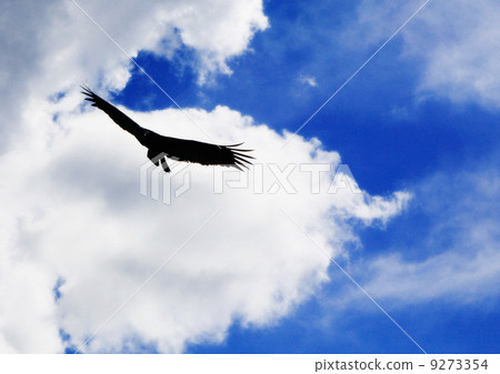 Bird eagle 9273354