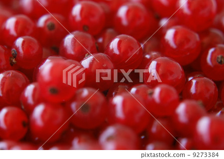 red currant 9273384