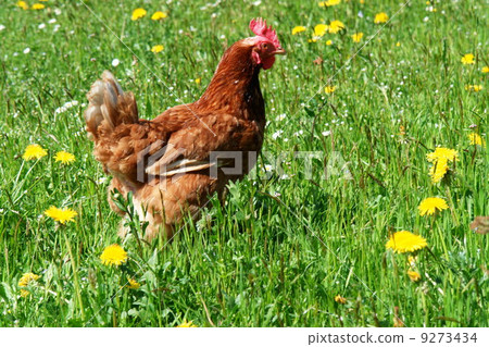 free range hen in a spring meadow free range hen in a spring meadow 9273434