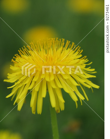 dandelion 9273461