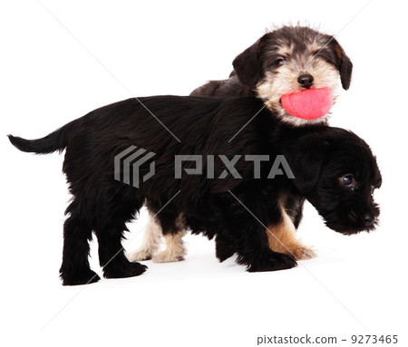 Puppies Puppies 9273465