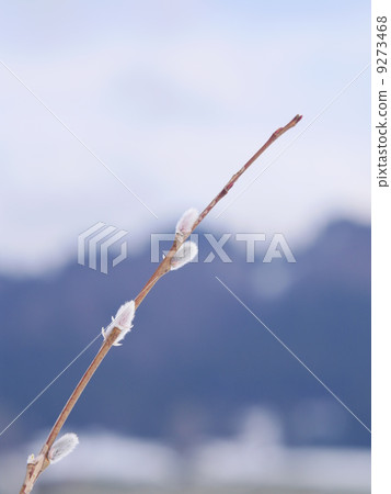 Pussy Willow Catkins Pussy Willow Catkins 9273468