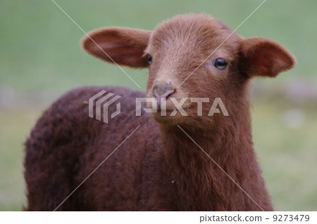 Lamb easter cute Lamb easter cute 9273479