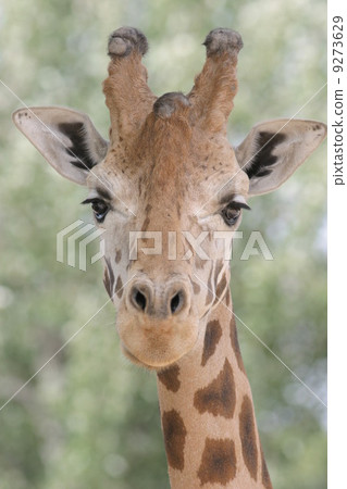 Giraffe 9273629