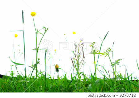 Isolated Springflowers Isolated Springflowers 9273718