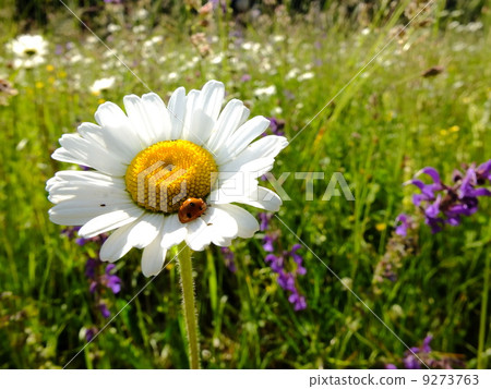 Daisies 9273763