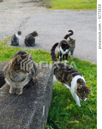 Cat outside Cat outside 9273816