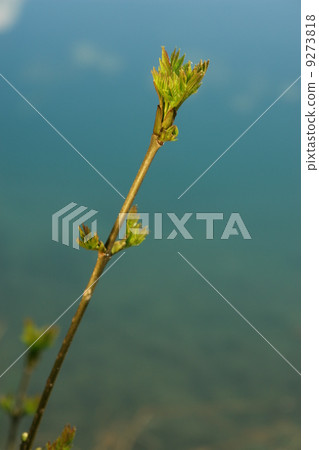 sprout sprout 9273818