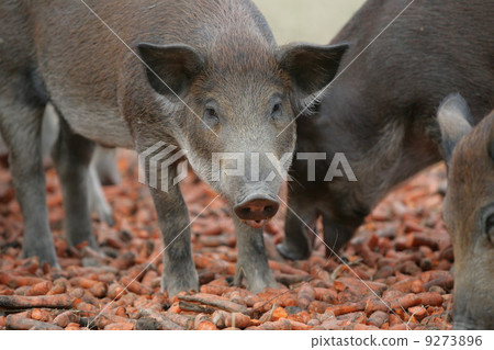 organic pigs outdoors eating carrots organic pigs outdoors eating carrots 9273896