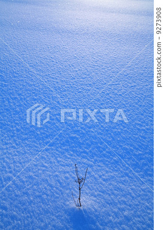 lonely plant at winter lonely plant at winter 9273908