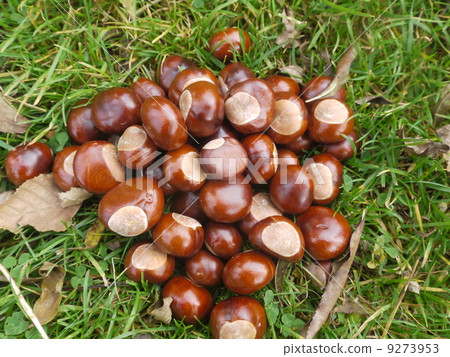 chestnut horse conker chestnut horse conker 9273953