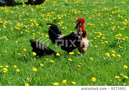free range hen in a spring meadow free range hen in a spring meadow 9273991