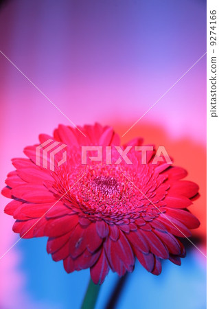 Gerbera Gerbera 9274166