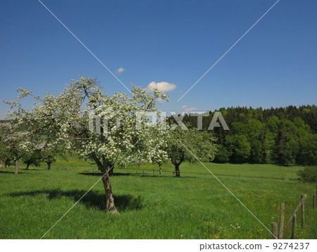 apple flowers and buds blooming at spring 9274237