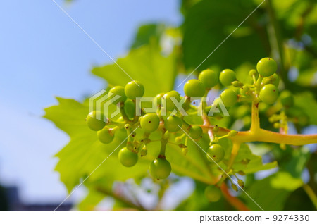 grape-vine grape-vine 9274330