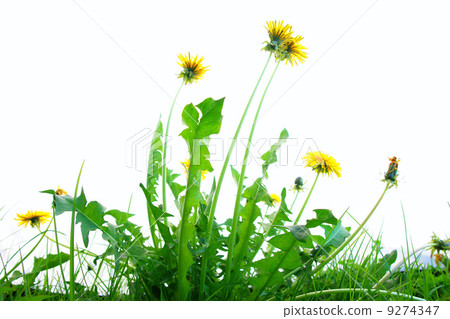 Isolated Springflowers 9274347