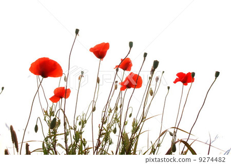 Poppy field isolated on white 9274482
