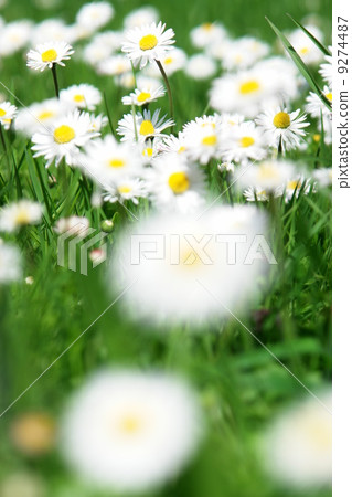 daisies daisies 9274487