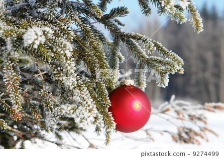 red Christmas bauble on branch 9274499