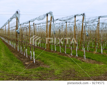 vine-yard spring 9274571