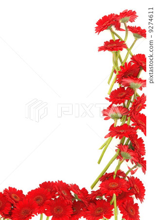 red Gerbera flowers on white red Gerbera flowers on white 9274611