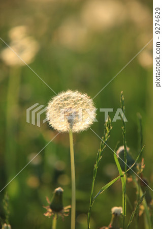 Dandelion Seeds Blowball Dandelion Seeds Blowball 9274629