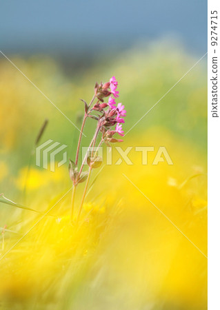 Spring Flowers 9274715