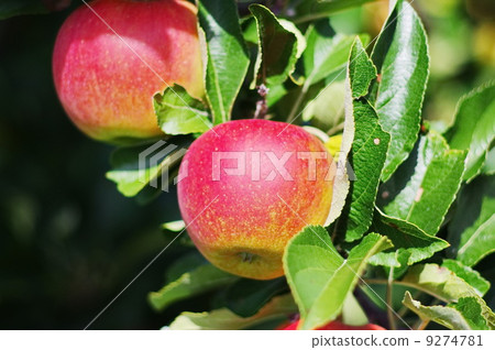 apple red tree 9274781
