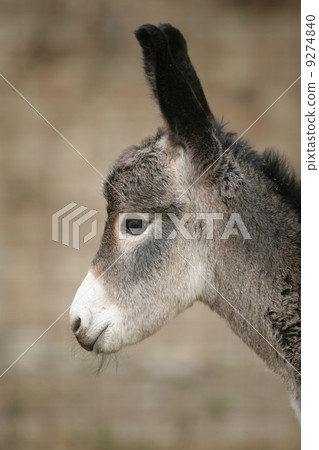 very cute young donkey 9274840