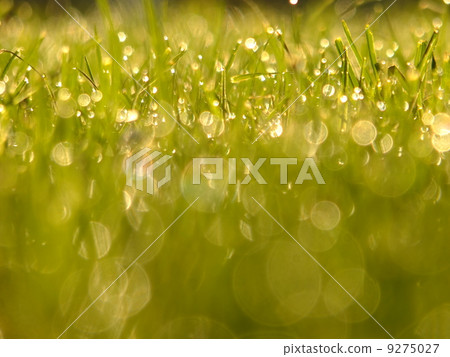 fresh green grass 9275027