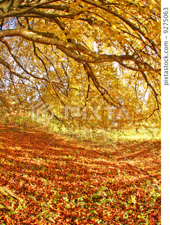 Autumn leaves fall Autumn leaves fall 9275063