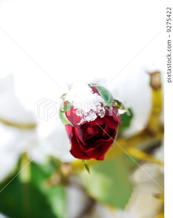 Frozen Rose 9275422