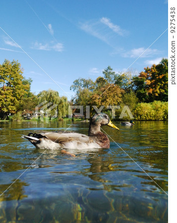 Duck Ducks Duck Ducks 9275438