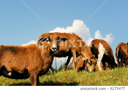 Sheep Sheep 9275477