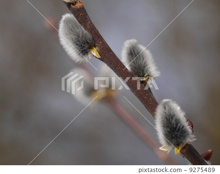 Pussy Willow Catkins Pussy Willow Catkins 9275489